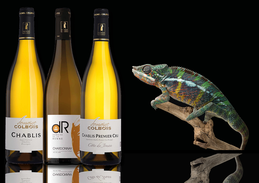 Chardonnay: de kameleon onder de wijndruiven