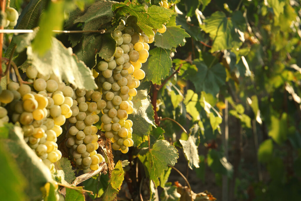 Riesling: koning van de witte wijn?